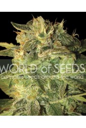 Sugar Mango Ryder Auto de World of Seeds