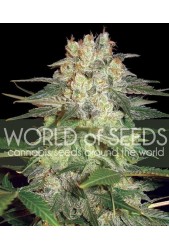 Afghan Kush Ryder Auto ( C.) de World of Seeds