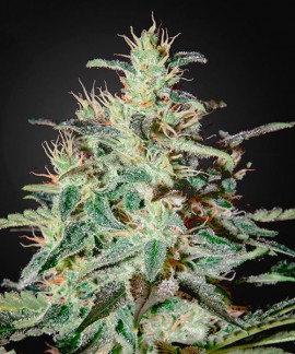 White Lemon online comprar White Lemon