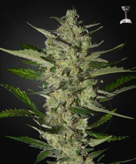 Flowerbomb Kush online comprar Flowerbomb Kush