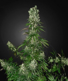 White Strawberry Skunk online comprar White Strawberry Skunk