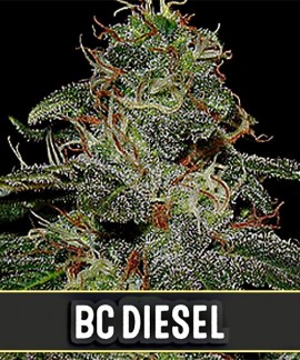 BC Diesel de Blimburn Seeds