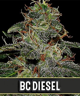 BC Diesel online comprar BC Diesel