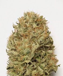 Blue Dream Auto online comprar Blue Dream Auto