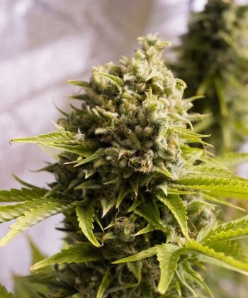 Comprar Bubba Cheese Auto de Humboldt Seeds