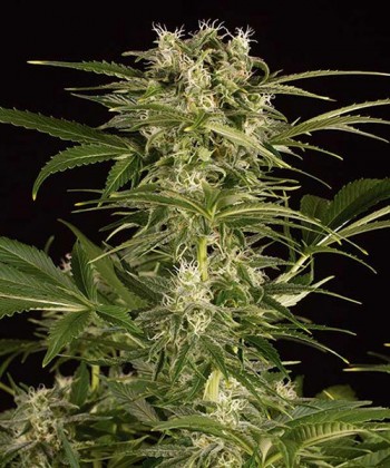 Comprar Lemon Juice Express Auto de Humboldt Seeds