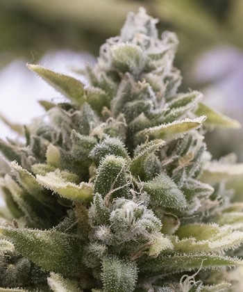Comprar OG Kush Auto de Humboldt Seeds