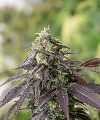 Comprar 707 Headband de Humboldt Seeds
