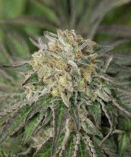 Amherst Sour Diesel online comprar Amherst Sour Diesel