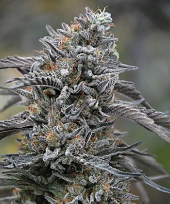Comprar Black D.O.G. 100% de Humboldt Seeds