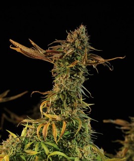Blueberry Headband online comprar Blueberry Headband