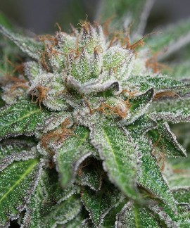 Bubba Kush online comprar Bubba Kush