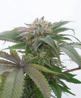 Bubba Kush 2.0 online comprar Bubba Kush 2.0