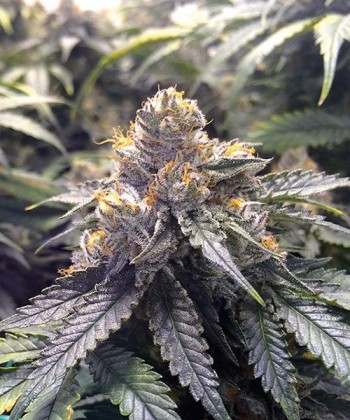 Comprar Bubba’s Gift de Humboldt Seeds