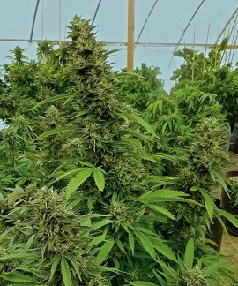 Chemdawg online comprar Chemdawg