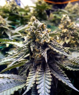 Chocolate Mint Og online comprar Chocolate Mint Og