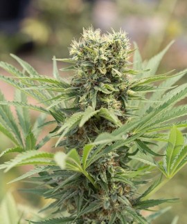 Dedoverde Haze online comprar Dedoverde Haze