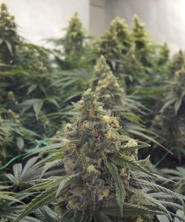 Desert Diesel online comprar Desert Diesel