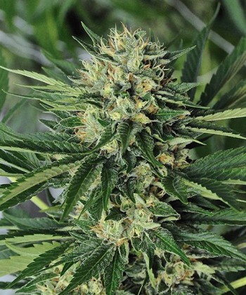 Comprar Dr. Greenthumb'S Em-Dog By B-Real de Humboldt Seeds
