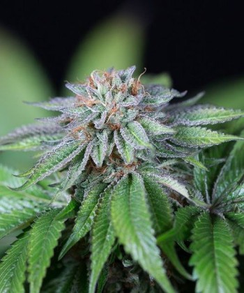 Comprar Ewe-2 de Humboldt Seeds