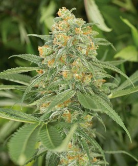 Green Crack online comprar Green Crack
