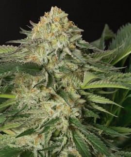 Lemon Garlic Og online comprar Lemon Garlic Og
