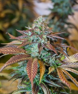 Lemon Kush Headband online comprar Lemon Kush Headband