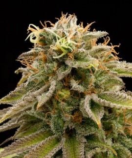 Lemon Thai Kush online comprar Lemon Thai Kush