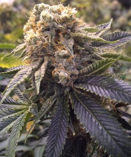 Lost Coast Hashplant online comprar Lost Coast Hashplant