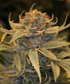 Lost Coast OG de Humboldt Seeds