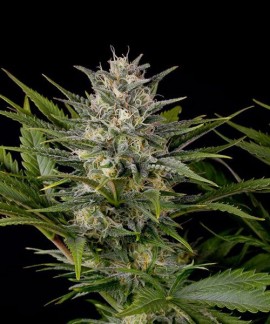 Pineapple Skunk online comprar Pineapple Skunk
