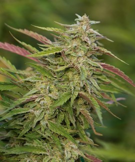 Purple Trainwreck de Humboldt Seeds