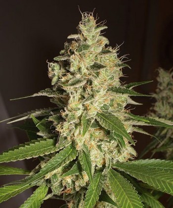 Comprar Raspberry Diesel de Humboldt Seeds