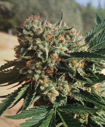 Comprar Sapphire OG 100% de Humboldt Seeds
