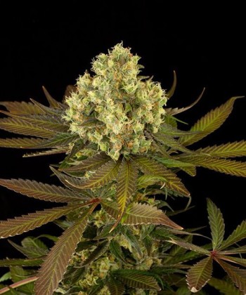 Comprar Sour Blueberry de Humboldt Seeds