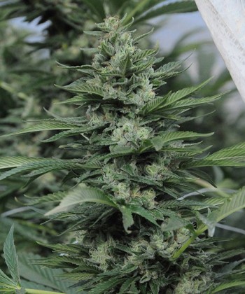 Comprar Sour Diesel 2 de Humboldt Seeds