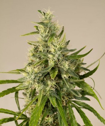Comprar Trainwreck de Humboldt Seeds