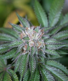Master Kush de Humboldt Seeds