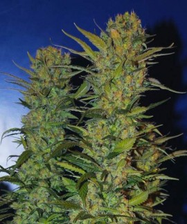 Ak 48 online comprar Ak 48