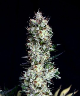 Rittus Haze de Absolute Cannabis Seeds