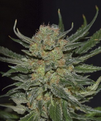 Comprar Domina de Cbd Seeds
