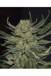 Domina de Cbd Seeds