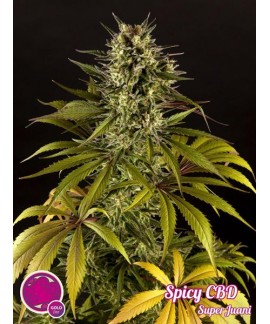 Spicy CBD online comprar Spicy CBD