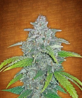 Blue Dream Matic online comprar Blue Dream Matic