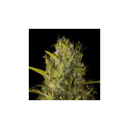 Semillas de maria Santa Muerte de Blimburn Seeds