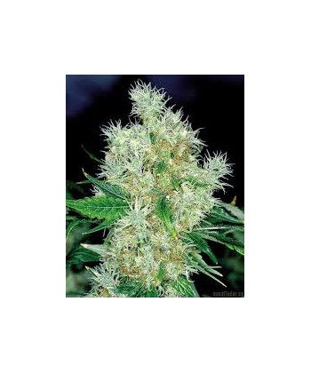 Power Flower de Royal Queen