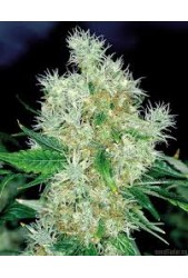 Power Flower de Royal Queen