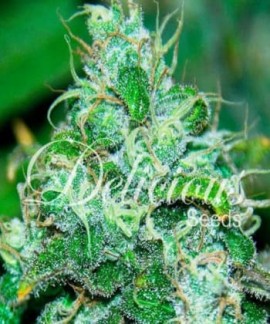 Fruity Chronic Juice de Delicious Seeds