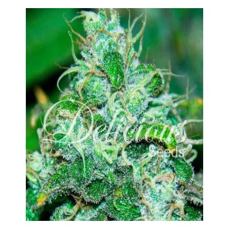 Fruity Chronic Juice de Delicious Seeds