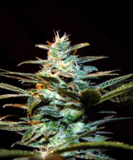 Ice Cool de Sweet Seeds